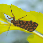 Lichen moth