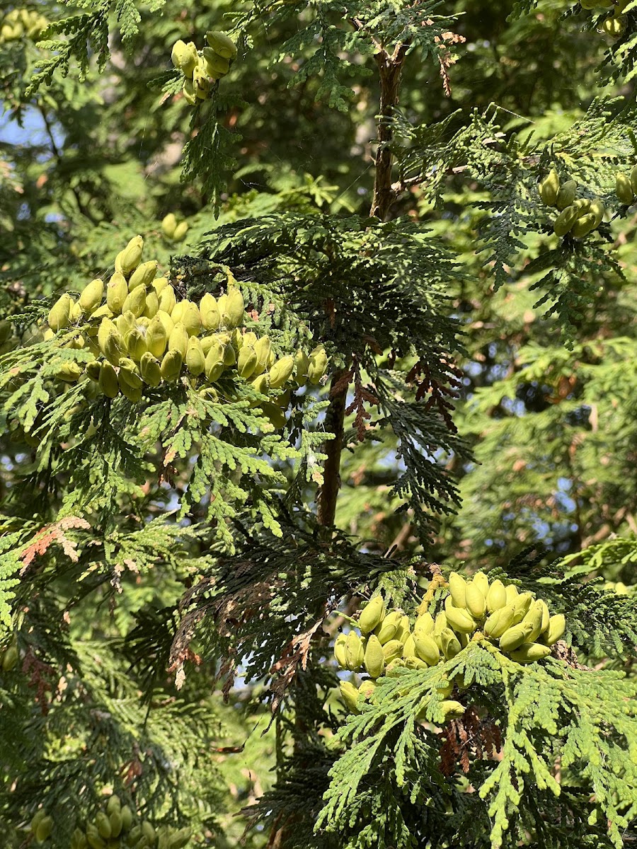 Northern Whitecedar