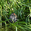 Common moorhen