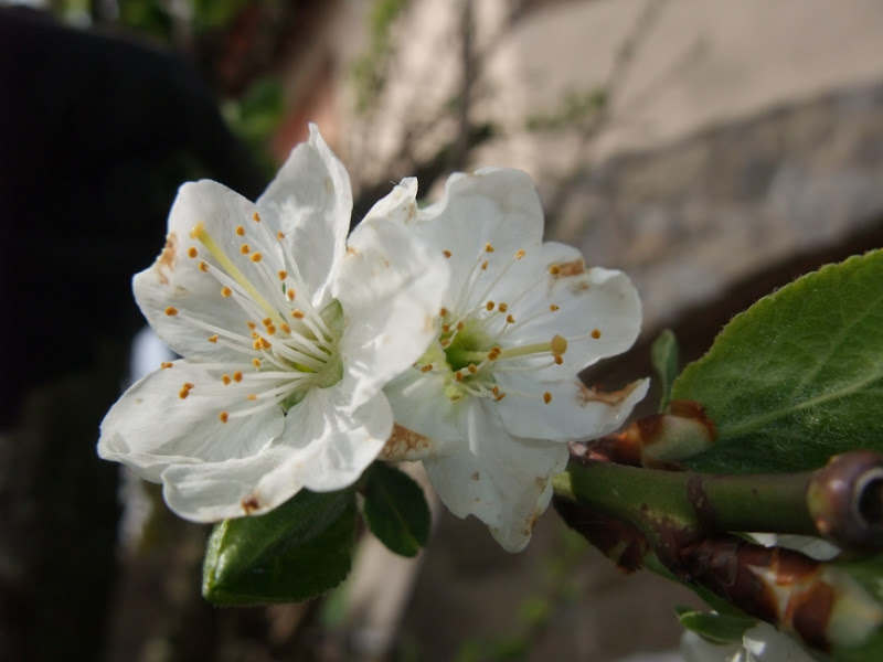 Due fiori di susino di beatrice_maccelli