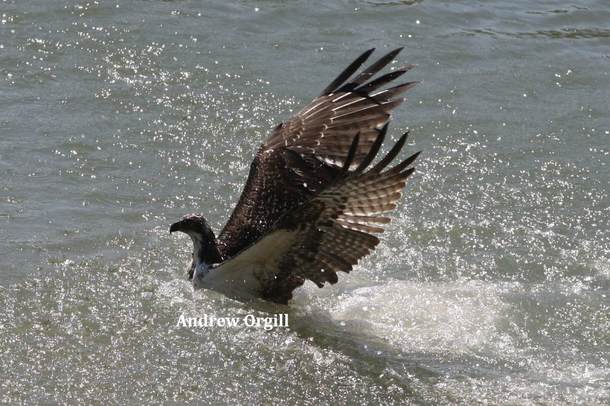 Osprey