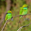 Green Bee-eater