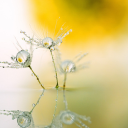 dandelion flowers condensing water