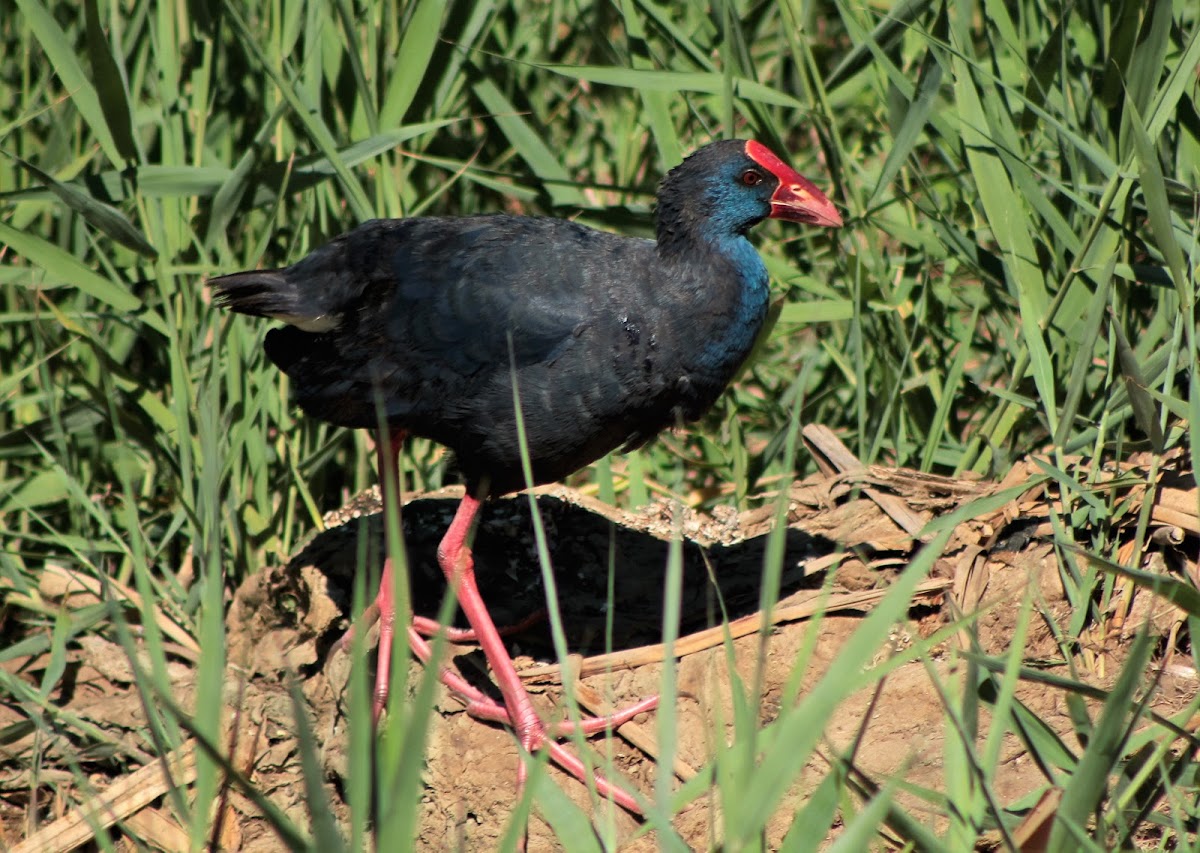 Western swamphen