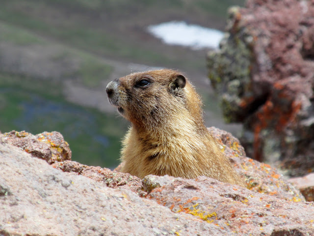 Marmot near the trail