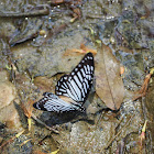 Lesser Zebra Butterfly