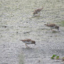 Sanderling