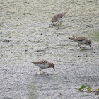 Sanderling