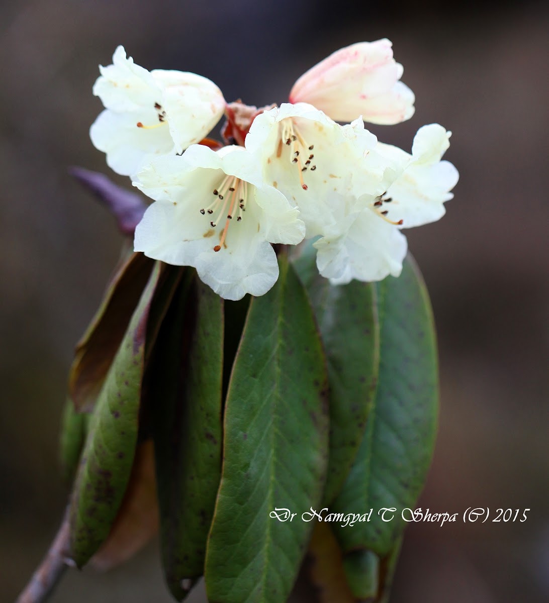 Rhododendron