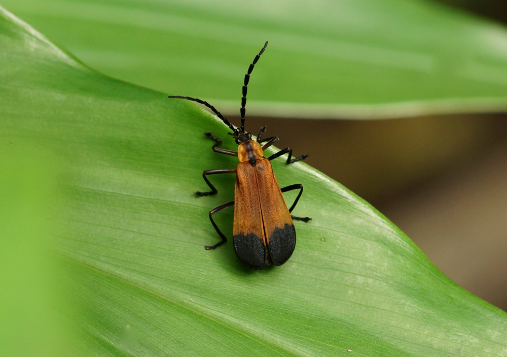 Soldier Beetle