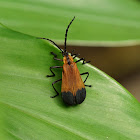 Soldier Beetle