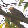 Jungle babbler