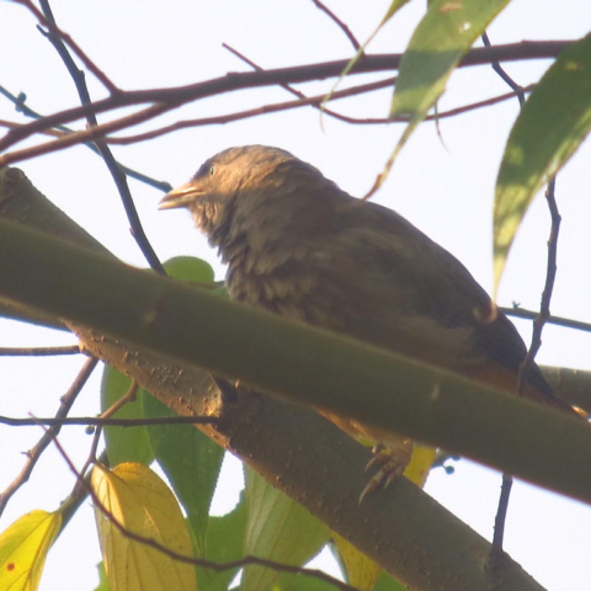 Jungle babbler