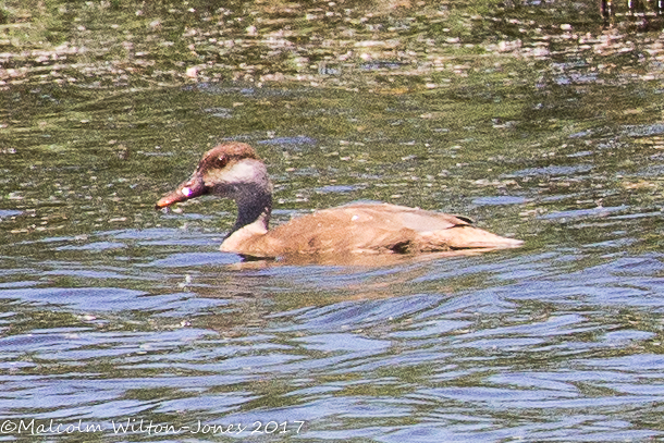 Red-crested Pochard; Pato Colorado