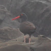 Black Oystercatcher