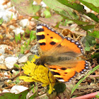 Small Tortoiseshell