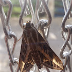 Striped Morning Sphinx or Whitelined Sphinx