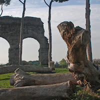 erano alberi di 