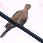 eurasian collared dove