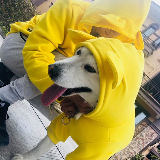 Title 6, Four Seasons Dog Sweater, ultimate comfort and ...