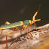 Cincta Longhorn