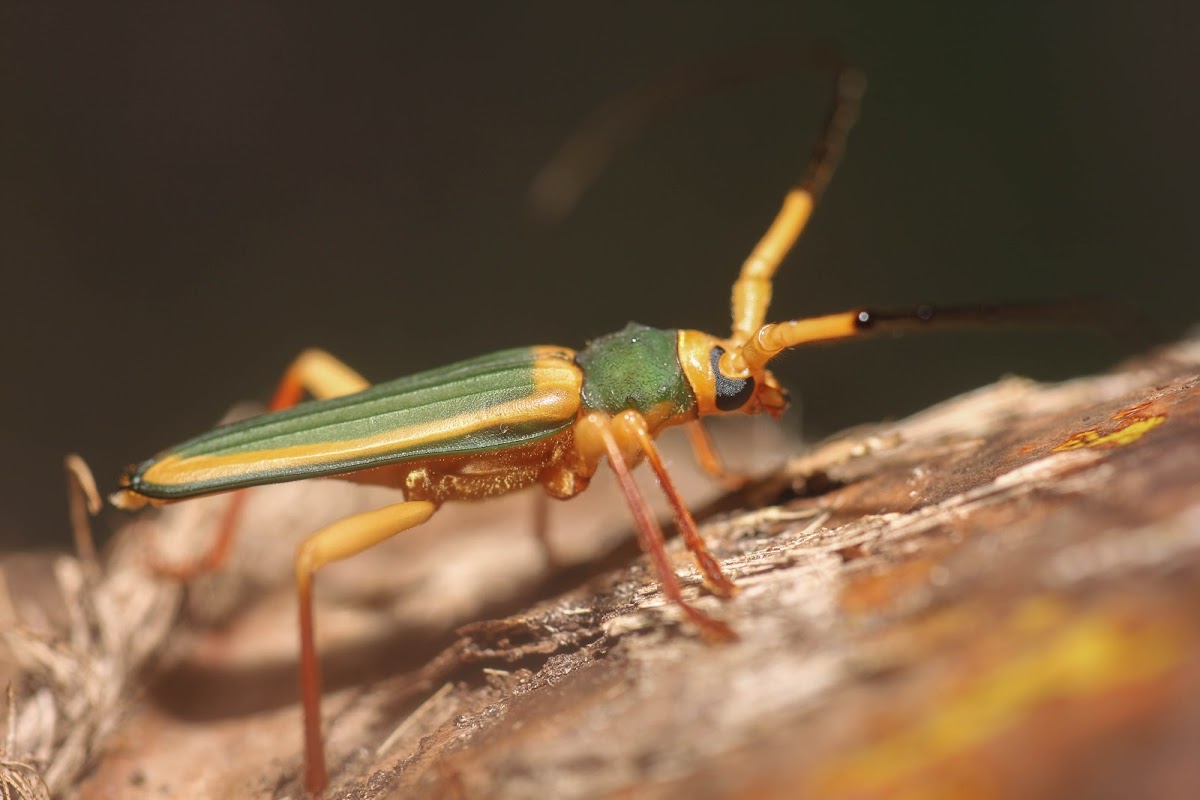 Cincta Longhorn