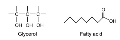 Fatty acids and fats/ lipids