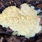 Slime Mold