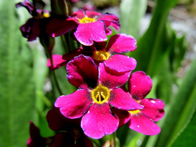 Some sort of primrose(?) along the trail