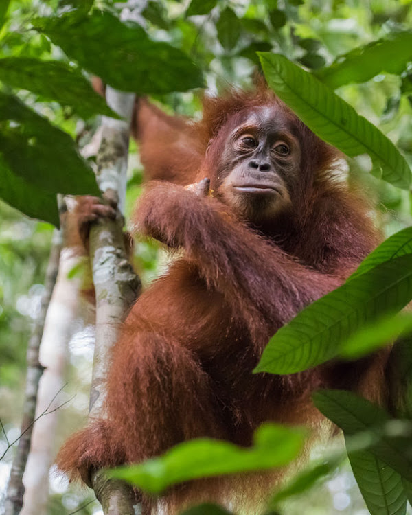 Authorities said the case was the latest in a string of "unnatural deaths" of orangutans on the island, to which they are native.