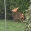 Muntjac Deer