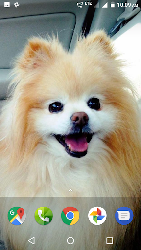 Pomeranian Dog Wallpapers HD