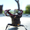 Lucanus cervus