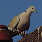 Eurasian Collared-Dove