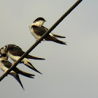 House martin