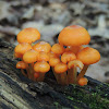 Orange Mycena