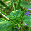 Side-Flowering Skullcap