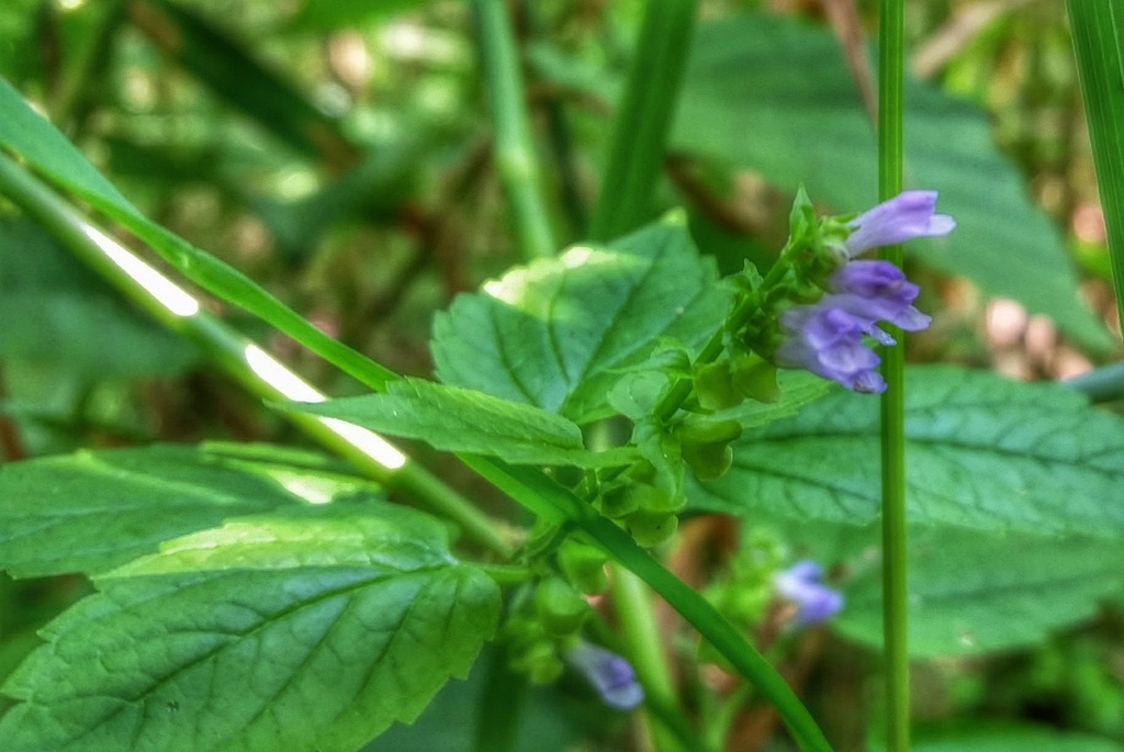 Side-Flowering Skullcap