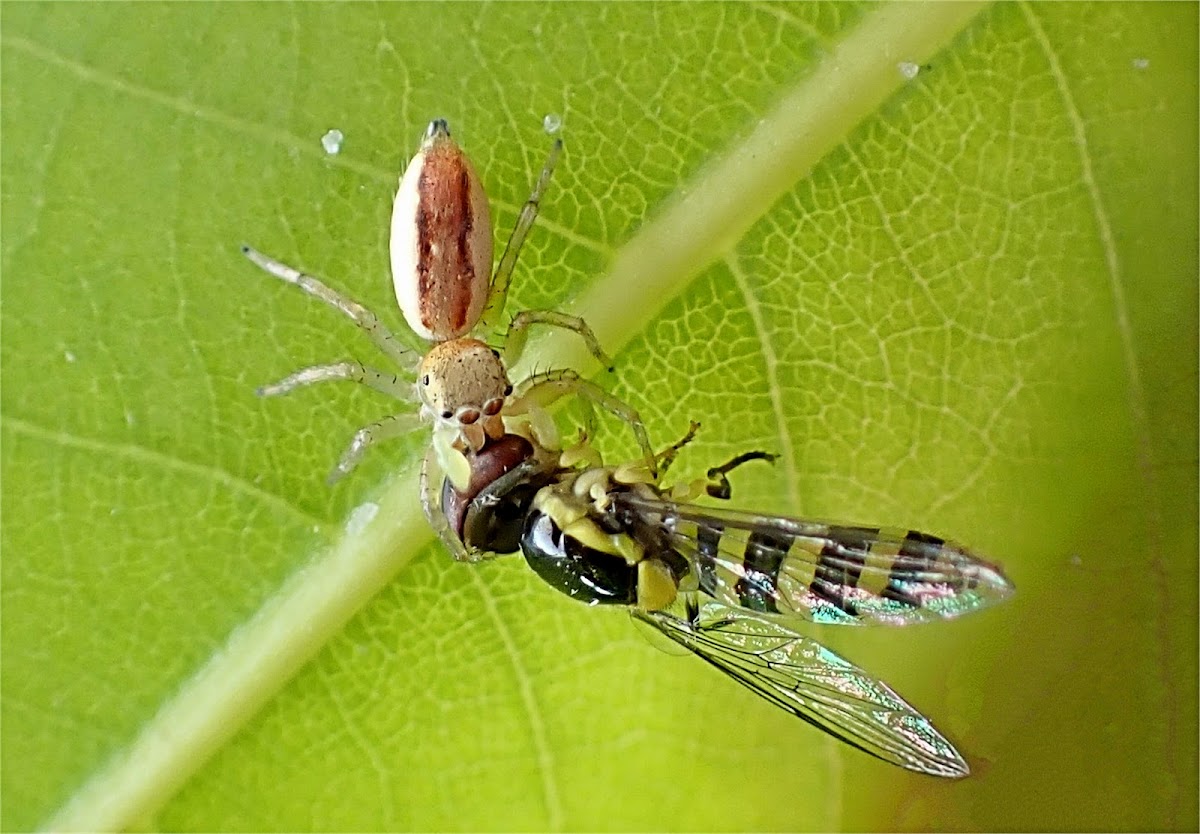 Jumping spider with prey