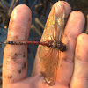 Variegated Meadowhawk