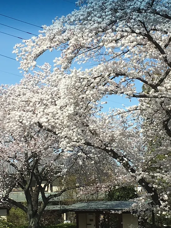 「桜の木の下で」のメインビジュアル