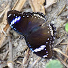 Great Eggfly / Blue Moon Butterfly