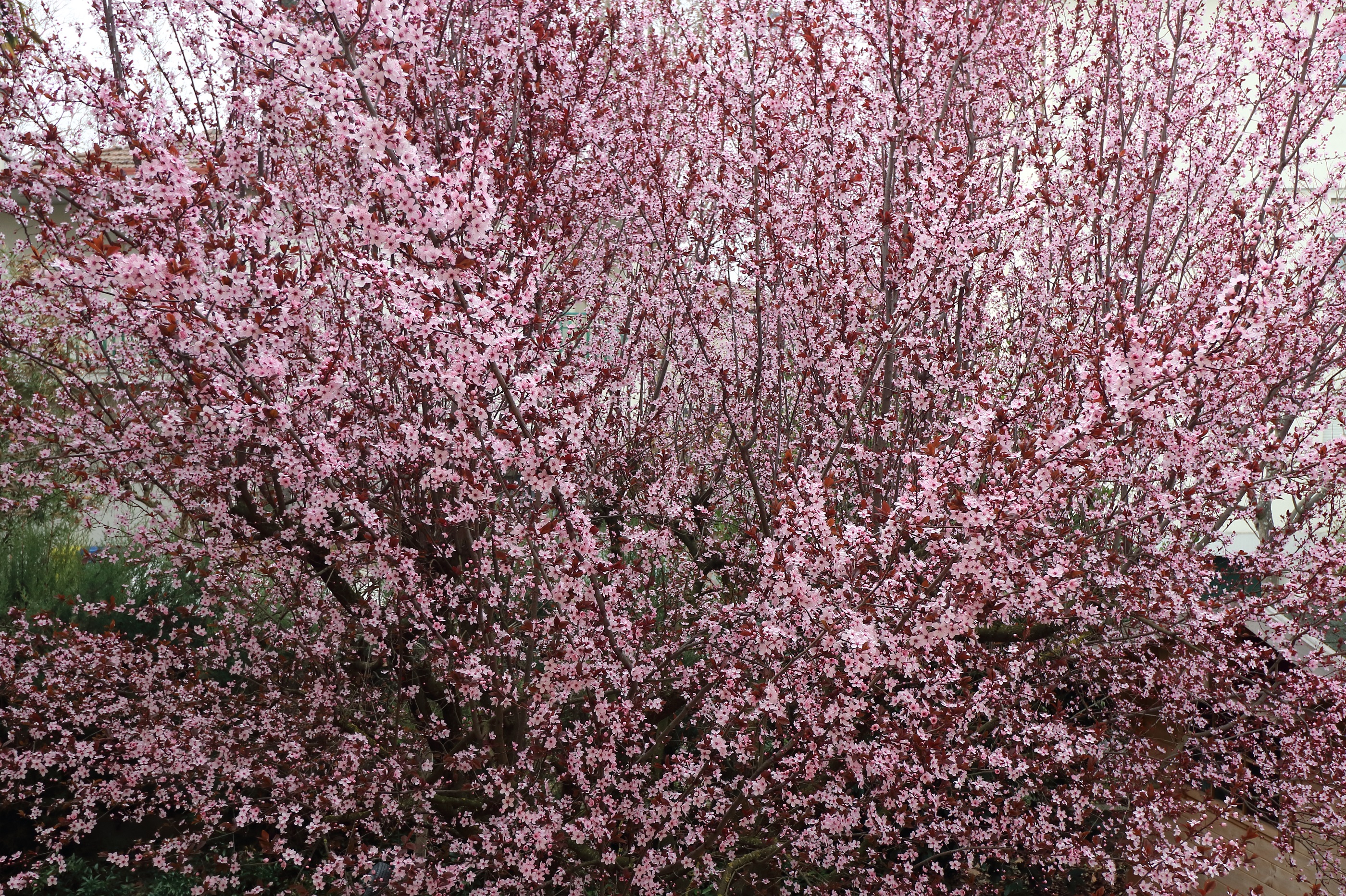 primavera in fiore di roberto_rusticali