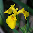 Yellow Water Iris