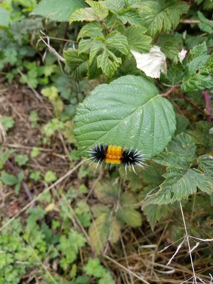 Woolly Bear Caterpillar