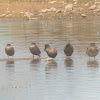 Northern Shovelers