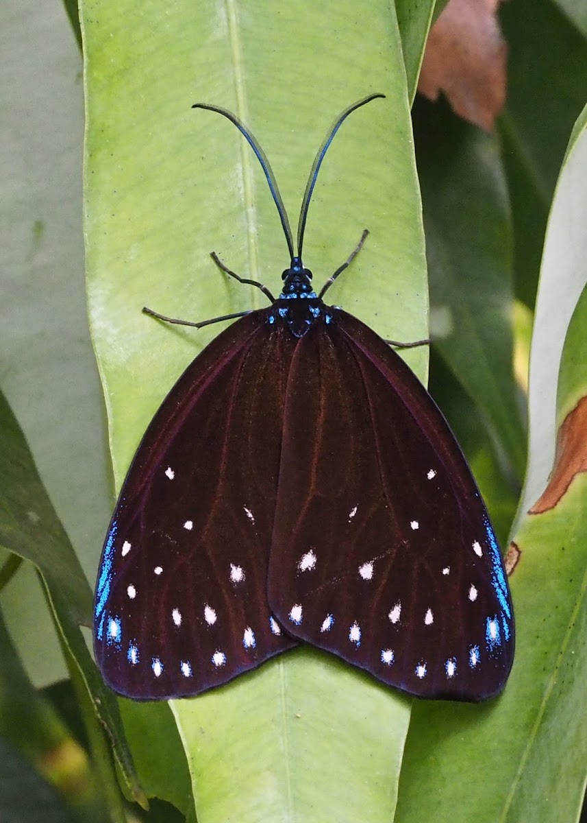 Midamia Moth