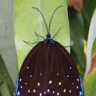 Midamia Moth