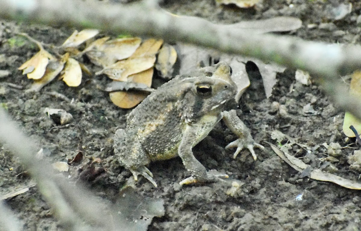 Fowler's toad