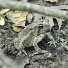 Fowler's toad